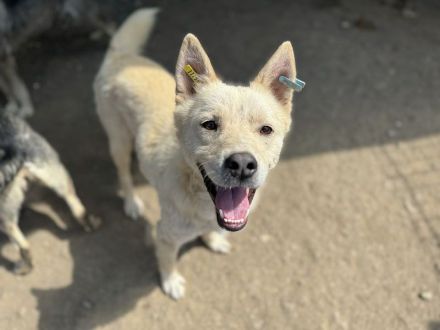 TIMMY ca. 2-jähriger, wunderschöner, freundlicher Rüde, ca. 51 cm, sehr menschen bezogen