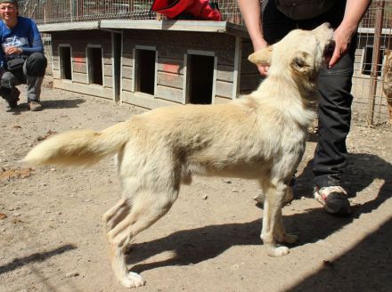 TIMMY ca. 2-jähriger, wunderschöner, freundlicher Rüde, ca. 51 cm, sehr menschen bezogen