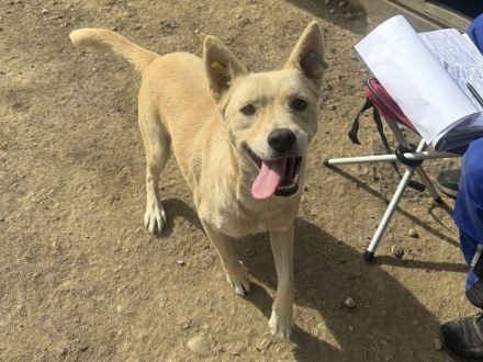 TIMMY ca. 2-jähriger, wunderschöner, freundlicher Rüde, ca. 51 cm, sehr menschen bezogen