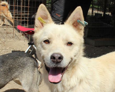 TIMMY ca. 2-jähriger, wunderschöner, freundlicher Rüde, ca. 51 cm, sehr menschen bezogen