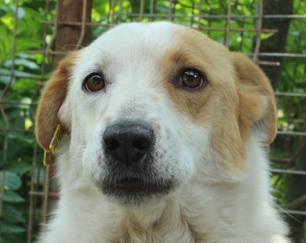 ALAN ca. 3 1/2-jähriger, wunderschöner Rüde, ca. 45 cm, lebt seit 2 Jahren im Tierheim