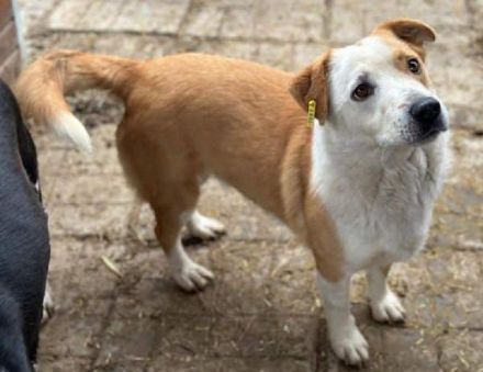 ALAN ca. 3 1/2-jähriger, wunderschöner Rüde, ca. 45 cm, lebt seit 2 Jahren im Tierheim