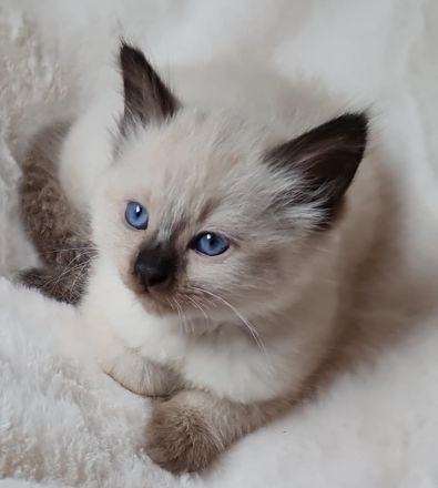 Reinrassige Heilige Birma Kater