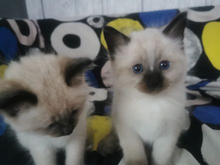 Reinrassige Heilige Birma Kater