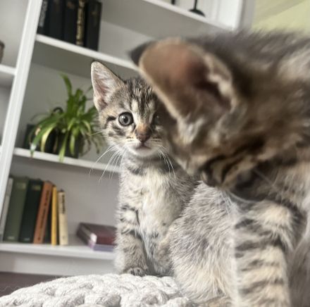 2 Ragdoll-Waldkatzen-Mix suchen Neues Zuhause