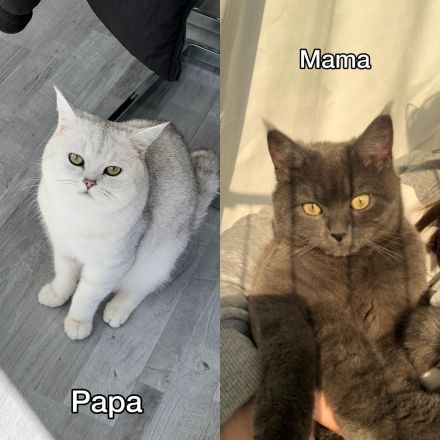 Britisch Kurzhaar Kitten