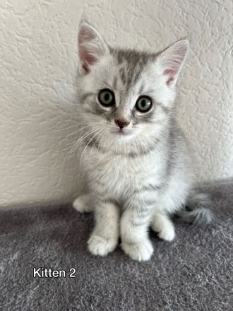 Britisch Kurzhaar Kitten