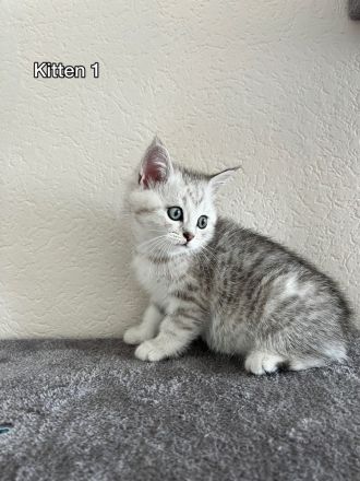 Britisch Kurzhaar Kitten