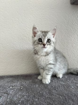 Britisch Kurzhaar Kitten