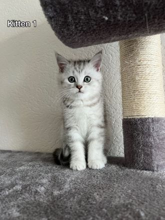 Britisch Kurzhaar Kitten