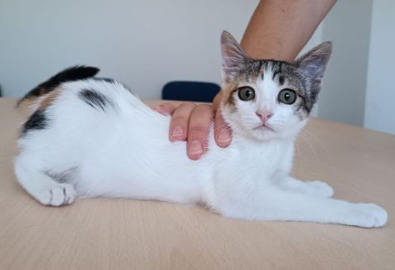 Kitten Miranda - kuschelt soooo gern!