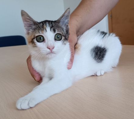 Kitten Miranda - kuschelt soooo gern!