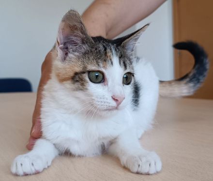 Kitten Miranda - kuschelt soooo gern!