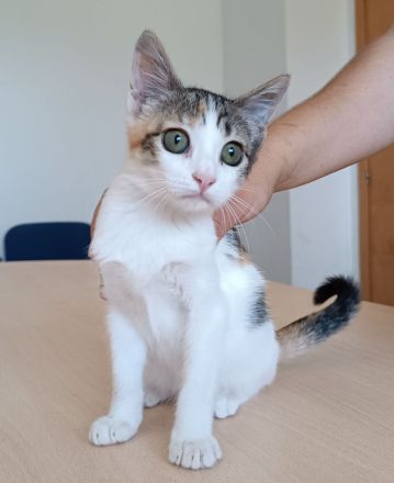 Kitten Miranda - kuschelt soooo gern!