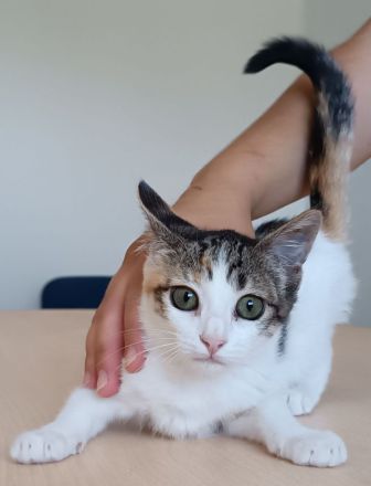 Kitten Miranda - kuschelt soooo gern!