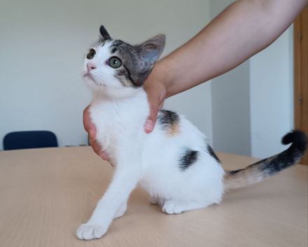 Kitten Miranda - kuschelt soooo gern!