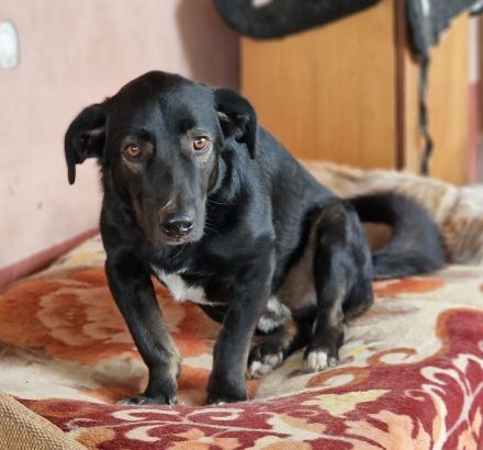 Patrocles, ein lieber, freundlicher Kerl sucht seine Menschen