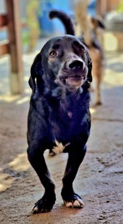 Patrocles, ein lieber, freundlicher Kerl sucht seine Menschen