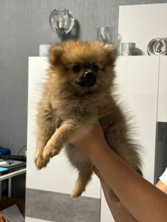 Pomeranian Zwergspitz Welpen ABHOLBEREIT