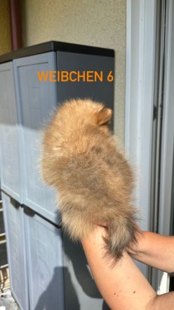 Pomeranian Zwergspitz Welpen ABHOLBEREIT