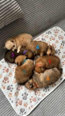 Pomeranian Zwergspitz Welpen ABHOLBEREIT