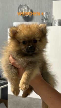 Pomeranian Zwergspitz Welpen ABHOLBEREIT