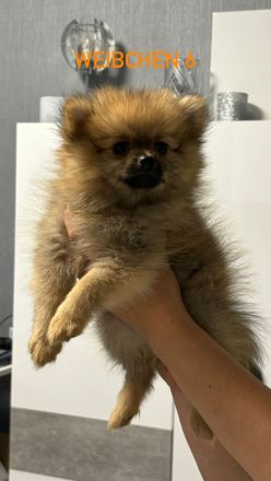 Pomeranian Zwergspitz Welpen ABHOLBEREIT