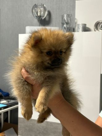 Pomeranian Zwergspitz Welpen ABHOLBEREIT