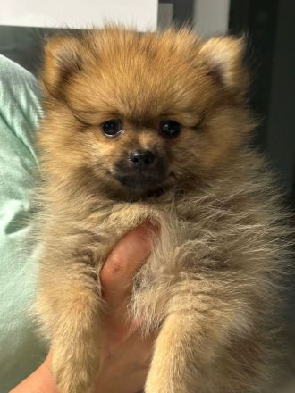 Pomeranian Zwergspitz Welpen ABHOLBEREIT
