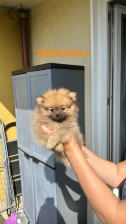 Pomeranian Zwergspitz Welpen ABHOLBEREIT