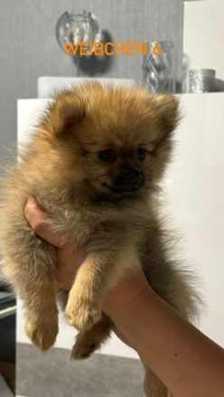 Pomeranian Zwergspitz Welpen ABHOLBEREIT