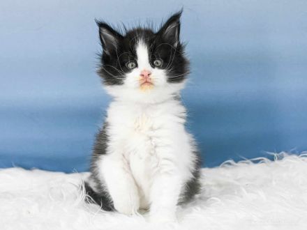 Exzellentes Maine Coon Kitten Wendi of Maine Coon Castle