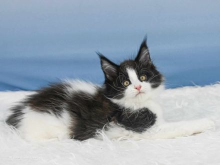 Exzellentes Maine Coon Kitten Wendi of Maine Coon Castle