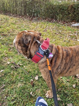Big Boy Bruno vom Örmser Bahnhof mit Ahnentafel sucht ein Zuhause