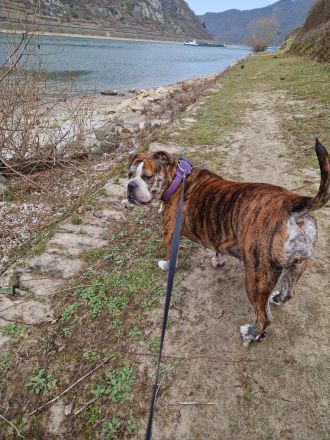 Big Boy Bruno vom Örmser Bahnhof mit Ahnentafel sucht ein Zuhause