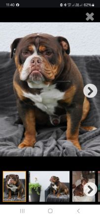 Big Boy Bruno vom Örmser Bahnhof mit Ahnentafel sucht ein Zuhause