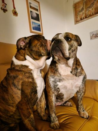 Big Boy Bruno vom Örmser Bahnhof mit Ahnentafel sucht ein Zuhause