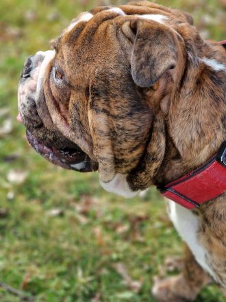 Big Boy Bruno vom Örmser Bahnhof mit Ahnentafel sucht ein Zuhause