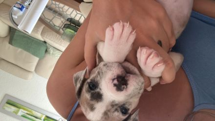 American Bully XL Merle