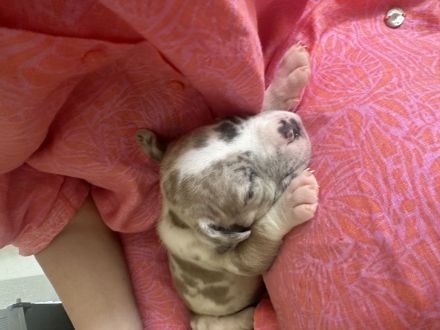 American Bully XL Merle