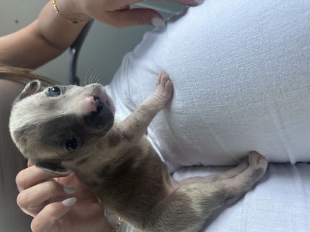 American Bully XL Merle