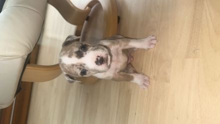 American Bully XL Merle