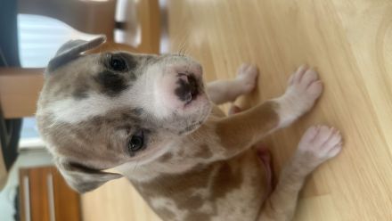 American Bully XL Merle