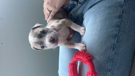 American Bully XL Merle