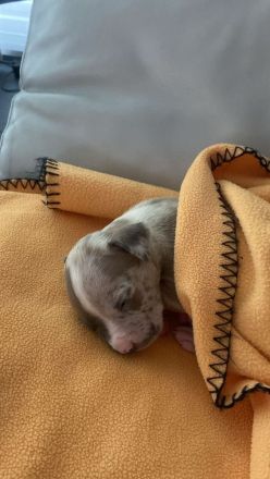 American Bully XL Merle