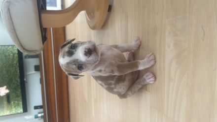 American Bully XL Merle