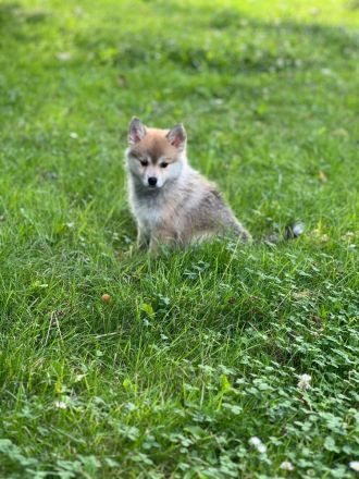 Pomsky Welpen F1