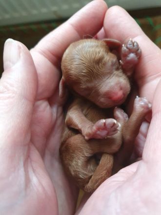 Süßer Toypudel Zwergpudelwelpe Rüde