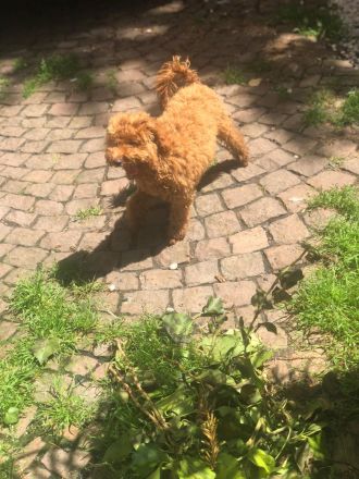 Süßer Toypudel Zwergpudelwelpe Rüde