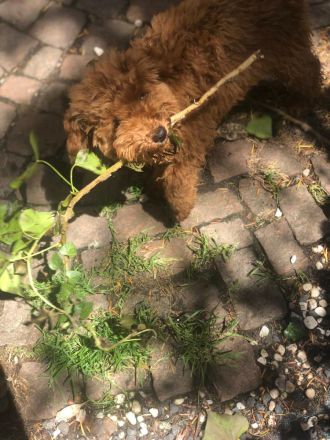 Süßer Toypudel Zwergpudelwelpe Rüde